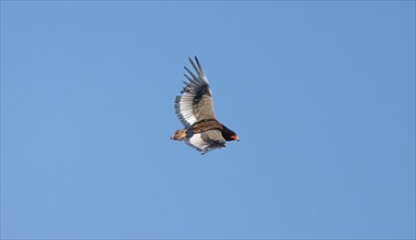 Bateleur (Terathopius ecaudatus), adult, in flight against a blue sky, Etosha National Park,