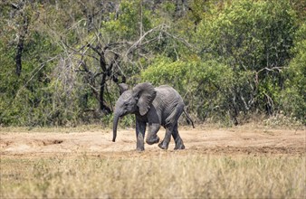 African elephant (Loxodonta africana), young animal, nice baby elephant running, Kruger National