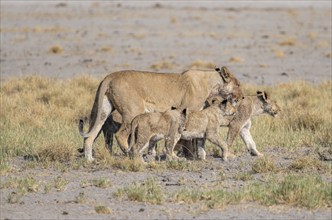 Lions (Panthera leo), adult female with many cubs, animal family, Nebrowni waterhole, Etosha