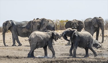 African elephants (Loxodonta africana), herd at the waterhole, two young animals playing and