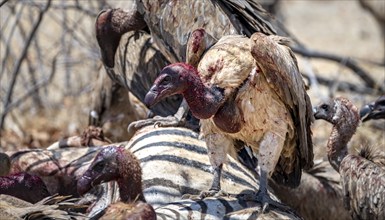 White-backed vulture (Gyps africanus) with bloody head sitting on the carcass of a dead plains