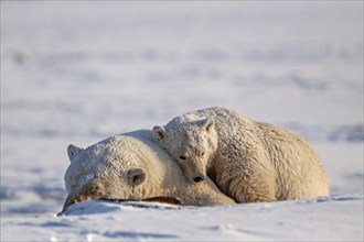 Polar bears (Ursus maritimus), polar bear mother and young sleeping in the snow, Kaktovik, Arctic