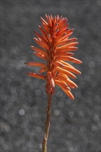 Aloe veras (Aloe vera), Lanzarote, Canary Islands, Spain, Europe