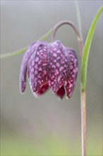 Snake's head fritillary (Fritillaria meleagris), Emsland, Lower Saxony, Germany, Europe