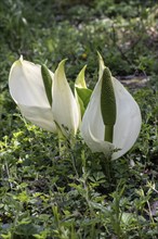 White false calla (Lysichiton camtschatcensis), Emsland, Lower Saxony, Germany, Europe