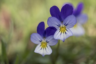 Heartsease (Viola tricolor), Emsland, Lower Saxony, Germany, Europe