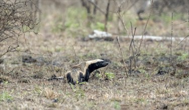 Honey badger (Mellivora capensis), Kruger National Park, South Africa, Africa