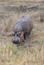 Hippopotamus (Hippopatamus amphibius) grazing, adult, Kruger National Park, South Africa, Africa