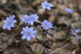 Liverwort (Hepatica nobilis), North Rhine-Westphalia, Germany, Europe