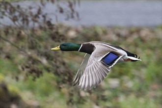 Mallard (Anas platyrhynchos), male, in flight over green vegetation, Hesse, Germany, Europe