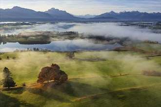 Aerial view of a lake in front of mountains in the morning light, fog, autumn, Forggensee, view of