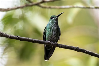 Green-crowned brilliant (Heliodoxa jacula) sitting on a branch, Monteverde Cloud Forest, Monte