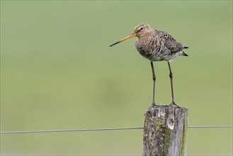 Black-tailed godwit (Limosa limosa), Lower Saxony, Germany, Europe