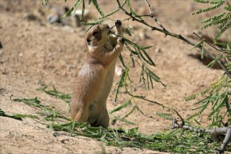 Black-tailed prairie dog (Cynomys ludovicianus), adult, feeding, standing upright, Sonoran Desert,