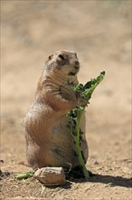 Black-tailed prairie dog (Cynomys ludovicianus), adult, with food, standing upright, Sonoran