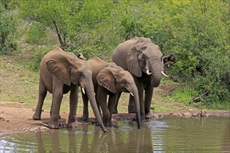 African elephant (Loxodonta africana), juvenile, mother, adult, female, mother with two juveniles,