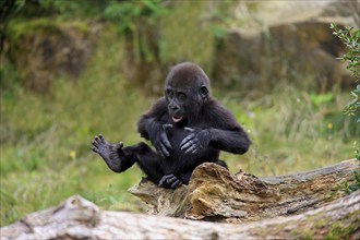 Western gorilla (Gorilla gorilla), young animal, imposing behaviour, grimace