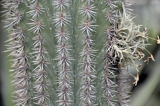 Pachycereus pringlei, Mexico, Central America