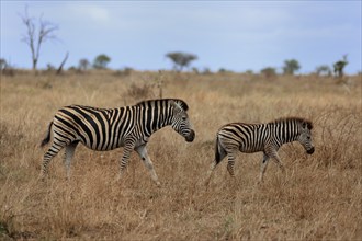 Burchell's zebra (Equus quagga burchelli), Burchell's zebra, adult, female, mother with young, two