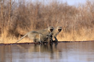 Vervet Monkey (Chlorocebus pygerythrus), adult, three animals, group, drinking, at the water,