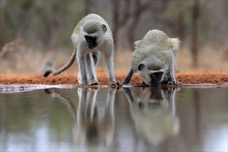 Vervet Monkey (Chlorocebus pygerythrus), adult, two animals, drinking, at the water, Kruger