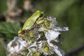 Tree frog (Hyla arborea), Lower Saxony, Germany, Europe