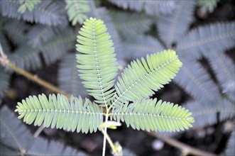 Mimosa, Mimosa pudica, Brazil, South America