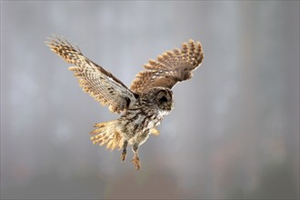 Tawny Owl (Strix aluco), adult flying in winter, Zdarske Vrchy, Bohemian-Moravian Highlands, Czech