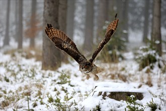 Eurasian Eagle-owl (Bubo bubo), adult flying in winter, in the snow, Zdarske Vrchy,