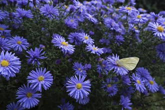 A Small white (Pieris rapae) sitting on the flower of an aster (Aster sp.), surrounded by many