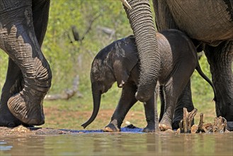 African elephant (Loxodonta africana), young animal, with mother, baby elephant, calf, at the