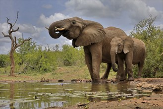 African elephant (Loxodonta africana), adult, bull, male, young, bull with young, at the water,