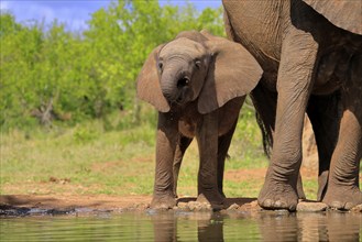 African elephant (Loxodonta africana), young animal, mother, young animal with mother, at the