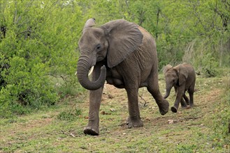 African elephant (Loxodonta africana), young animal, mother, adult, female, mother with young