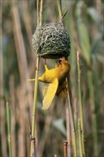 Eastern golden weaver (Ploceus subaureus), adult, male, at the nest, mating, Saint Lucia Estuary,