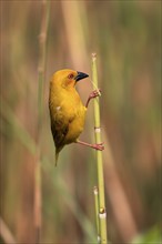 Eastern golden weaver (Ploceus subaureus), adult, male, auto-waiting, alert, preparing nest, Saint