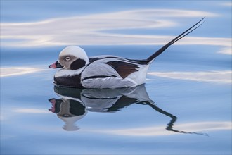 Long-tailed duck (Clangula hyemalis), swimming in the water, Batsfjord, Varanger Peninsula, Norway,