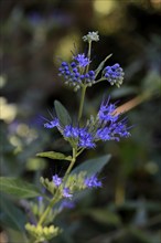 Clandon caryopteris (caryopteris x clandonensis), flower, flowering, Germany, Europe