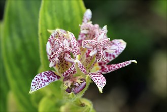 Bristly toad lily (Tricyrtis hirta), flowering, flower, Ellerstadt, Germany, Europe