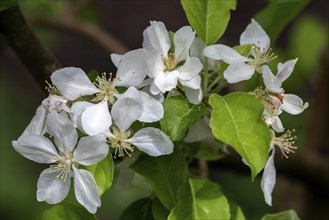 Apple (Malus), apple blossoms, Pinova variety, Baden-Württemberg, Germany, Europe