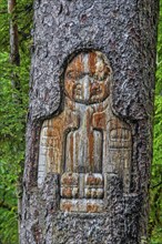 Indian drawings on a Sitka spruce, Tlingit people, art, Southeast Alaska, Alaska, USA, North