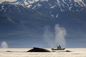 Humpback whale (Megaptera novaeangliae), diving in the sea in front of a small boat, tourists,