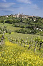 San Gimignano, Tuscany, Italy, Europe