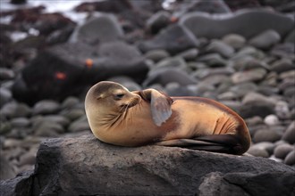 Galapagos sea lion (Zalophus wollebaeki), adult, female, lying, resting, on land, on rocks,