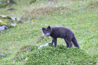 Young Arctic fox (Vulpes lagopus), Hornbjarg, Hornstrandir, Westfjords, Iceland, Europe