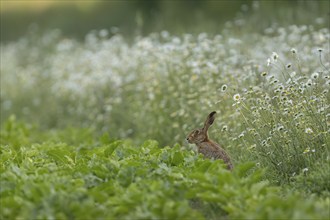 European brown hare (Lepus europaeus) adult animal on the edge of a farmland sugar beet field with