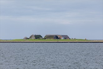 Hallig Gröde, North Frisia, Schleswig-Holstein, Germany, Europe