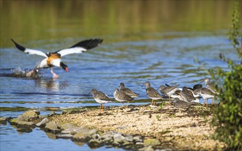 Common Redshank, Tringa totanus on marshes with Common Shelduck, Tadorna tadorna in background