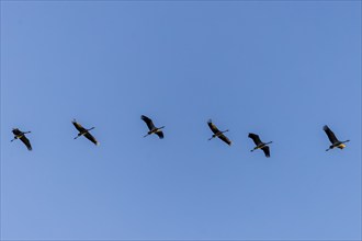 Six cranes flying evenly in the blue sky, Crane (Grus grus) wildlife, Western Pomerania Lagoon