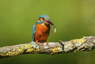 Common kingfisher (Alcedo atthis) with preyed fish sitting on a branch with autumncolours, wildife,